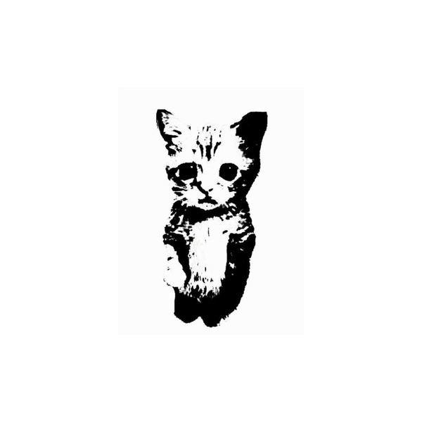 El gato
