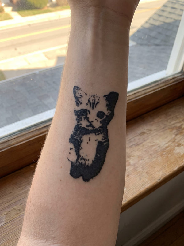 El gato